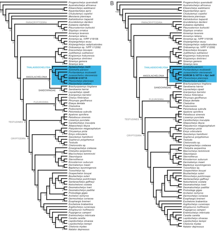 Figure 5. Phylogenetic relationships of DORCM G.10715 and Hylaeochelys belli. (A) Strict consensus tree (TL = 1546 steps; CI = 0.259; RI = 0.651) of four MPTs with DORCM G.10715 and Hylaeochelys belli treated as distinct terminal taxa; (B) Strict consensus