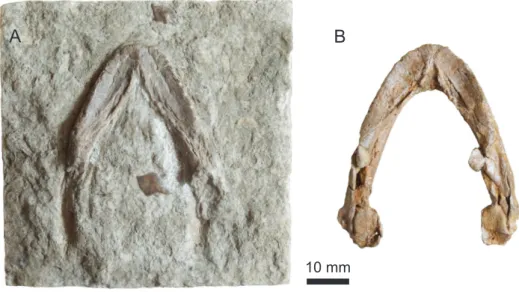 Figure 6. Two undescribed mandibles, Purbeck Group (Berriasian), Swanage, Dorset, UK. (A) NHMUK OR21974x in dorsal view; (B) NHMUK OR44815 in dorsal view