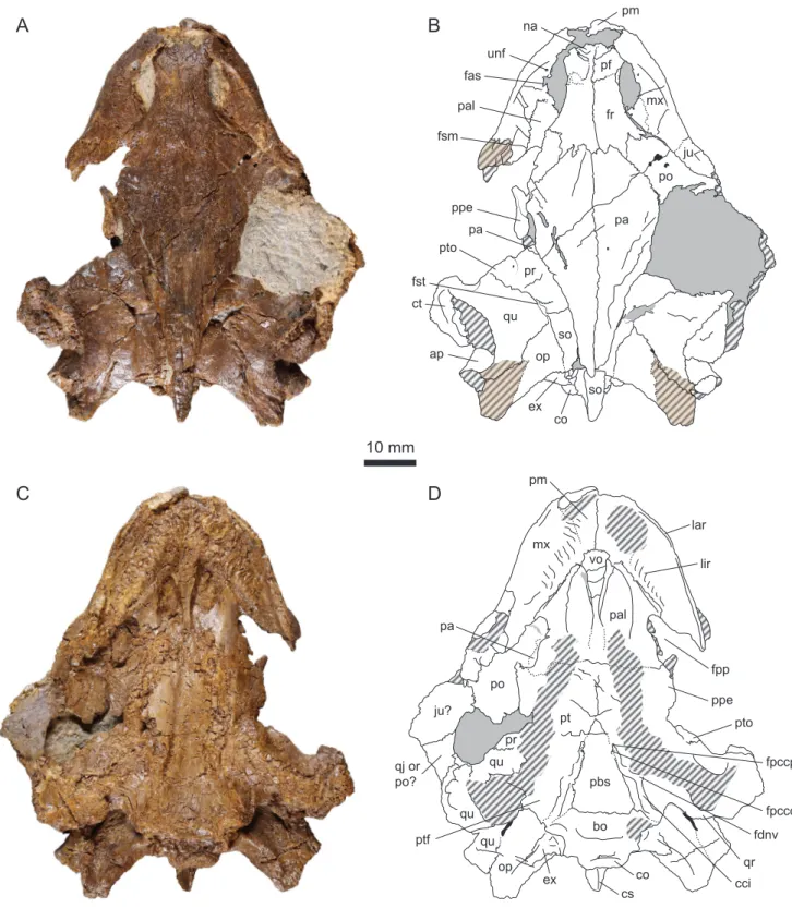 Figure 4. DORCM G.10715, Purbeck Group (Berriasian), Swanage, Dorset, UK. (A) Photograph of the specimen in dorsal view; (B) Interpretative drawing in dorsal view; (C) Photograph of the specimen in ventral view; (D) Interpretative drawing in ventral view