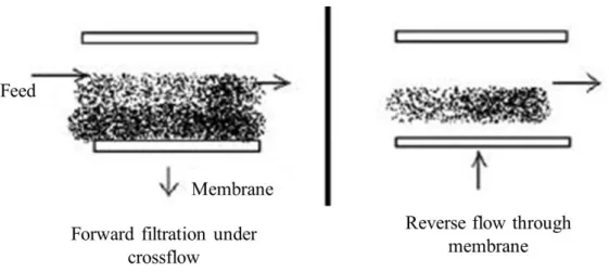 Figure 1.10: Effect of an oscillation of the flow [53] (Left) Direct flow. (Right) Reverse flow Several studies have varied the feed rate of the filter [54]