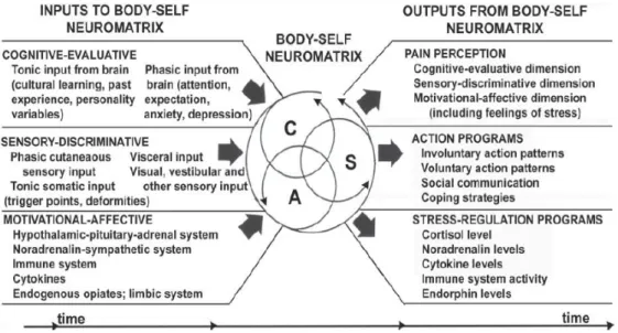 Figure 6 : Factors that contribute to the patterns of activity generated by the body-self neuromatrix, which comprises sensory  (S), affective (A), and cognitive (C) neuromodules  (Melzack, 2001)