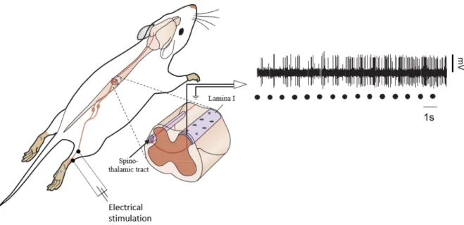 Figure 22 : Windup of a DHN in response in the rat lumbar cord to repetitive stimulation of the sural nerve region (dots) (data  from Fossat et al., 2007)