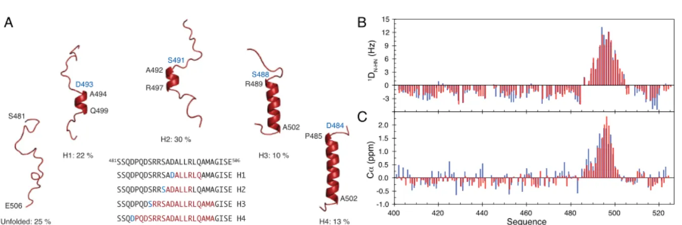 Fig.   1.5.   A.   Description   of   the   conformational   ensemble   of   the   α-­‐‑MoRE   of   the   C-­‐‑terminal   domain,   N TAIL ,   of    measles   virus