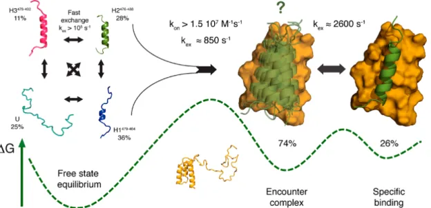 Fig.    2.2.    Proposed    mechanism    of    N TAIL     to    PX    binding    in    Sendai    virus