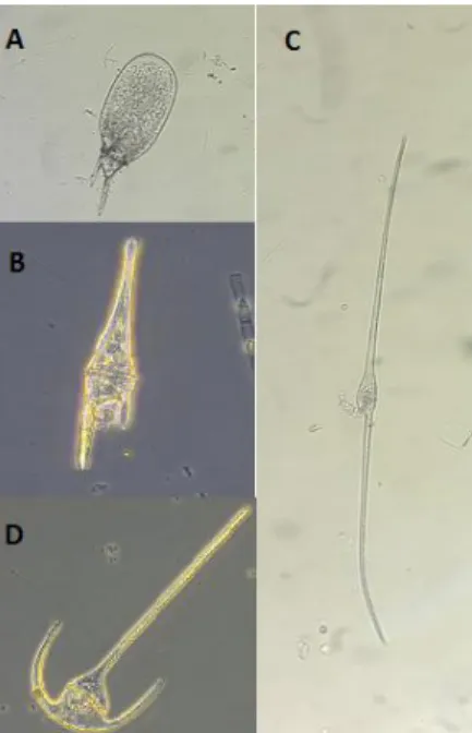 Figure 3 Figure 3- Representatives of the four sub-genera A: C. praelongum, Subg. Archaeceratium; B: 