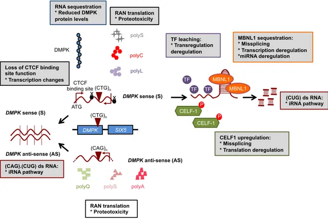 Figure  III.3.  Complexité  du  mécanisme  moléculaire  de  la  pathogénèse  de  la  DM1 :  toxicité  ARN,  splicéopathie,  dérégulation  de  l’expression  de  gènes  et  protéotoxicité