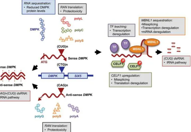 Figure 1. Molecular pathogenesis of DM1: mechanisms of RNA toxicity, spliceopathy, deregulation of gene expression and proteotoxicity