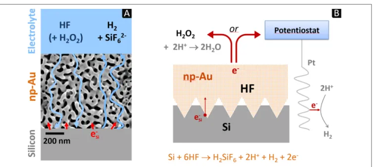 FIGURE 1 | Scheme of the contact etching process: (A) diagram of the fluxes of electrons (red arrows) and chemicals (blue arrows) through a macroscopic piece of np-Au showing the nanometer-scale Au/Si contacts; (B) principle of 3D imprinting of silicon usi