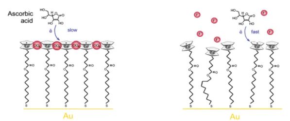 Figure 2.1b shows the electrochemical response of mixed self-assembled monolayers constituted by ferrocenehexanethiol (Fc(CH 2 ) 6 SH) and n-alkanethiols with an  increas-ing chain length