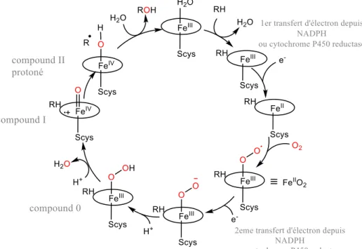 Figure I-5 : Cycle catalytique du cytochrome P450. 34