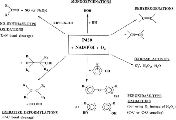 Figure I-7 : Réactions d’oxydation catalysées par les cytochromes P450 d’après Mansuy