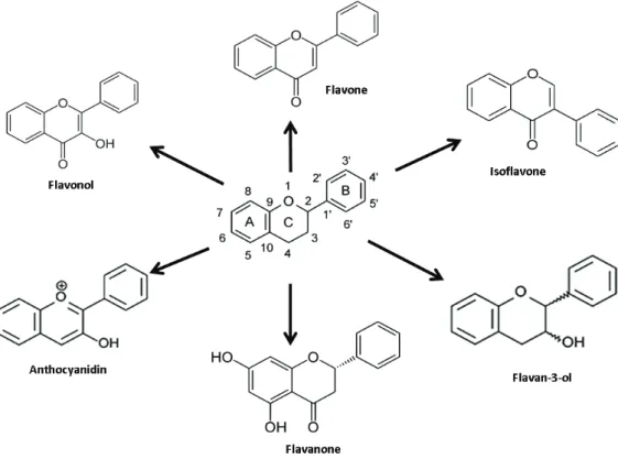 Figure  3 : Structure de  la quercétine-3-O-glucoside, apigénine-7-O-apioglucoside et  la  (+)- (+)-catéchine