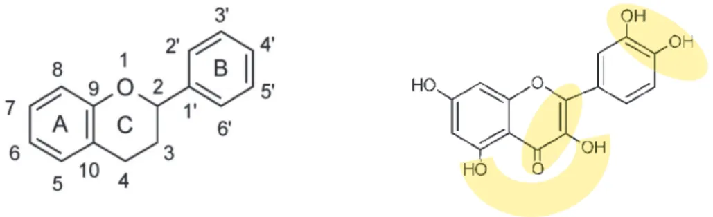 Figure 14 : Caractéristiques structurales définissant l’action antioxydante des flavonols