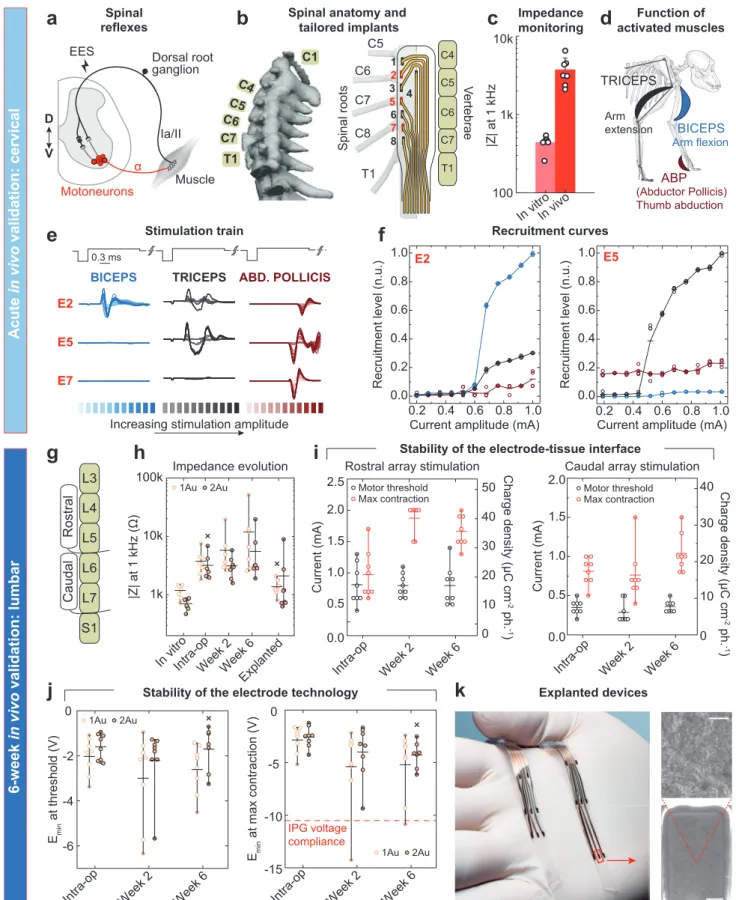 Figure 4.  In vivo evaluation of the soft neurotechnology. a) Presynaptic activation of motoneurons through electrical neuromodulation of propriocep- propriocep-tive feedback circuits leads muscle activation