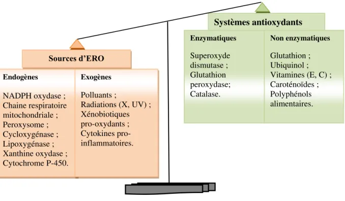 Figure 17 : Déséquilibre de la balance entre pro-oxydants et antioxydants. 