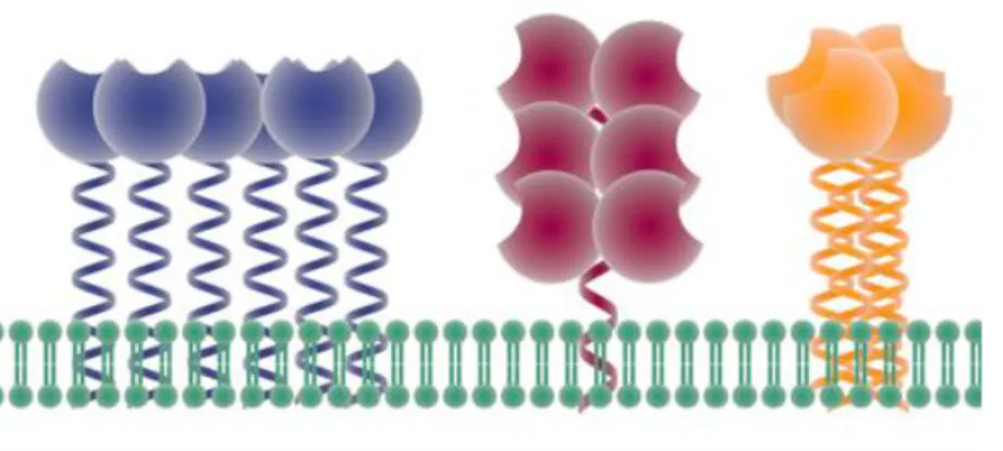 Fig. 1:. Strategy allowing avidity at the cell surface. Single CLR in micro domains (blues), or multiple CRDs  in a single polypeptide chain (red) or polypeptide oligomers each containing a single CRD (orange).