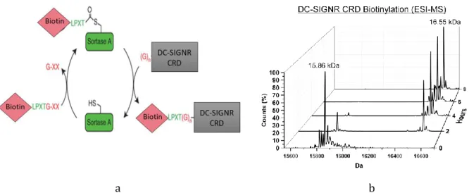 Figure 4 – The kinetic of DC-SIGNR biotinylation followed by ESI-MS. The peak at 15.862 kDa corresponds to the un- un-tagged CRD and the peak at 16.577 kDa corresponds to the biotinylated CRD (15.862 + 0