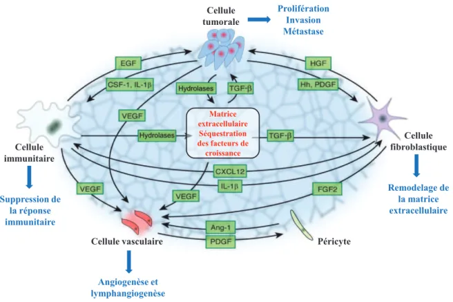 Figure 5: Principales interactions entre les cellules du microenvironnement lors de la  progression tumorale (Adapté de Hanahan &amp; Weinberg, 2011) 