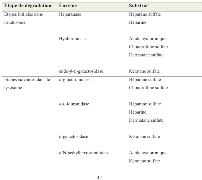 Tableau 3: Dégradation enzymatique des glycosaminoglycanes dans le métabolisme des  animaux (Ernst et al., 1995)
