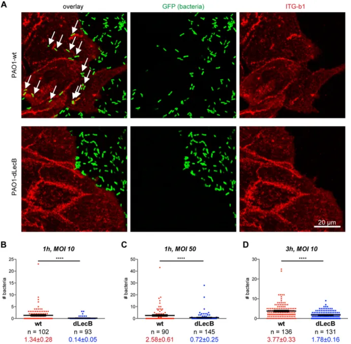 FIG 6 LecB promotes crawling of P. aeruginosa underneath cells. (A) Sparsely seeded MDCK cells were incubated with GFP-tagged PAO1-wt or LecB-deﬁcient PAO1-dLecB (green) at an MOI of 50 for 1 h