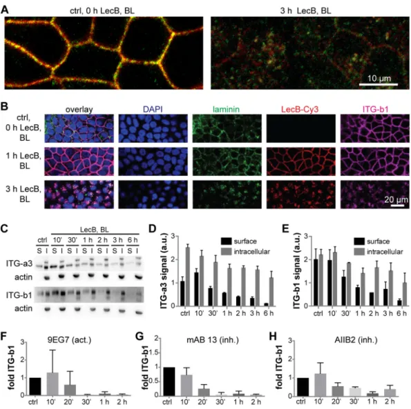 FIG 3 LecB internalizes ␣ 3 ␤ 1-integrin regardless of its activation status and together with laminins