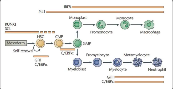 Figure 2: A stepwise requirement for transcription factors during myeloid differentiation