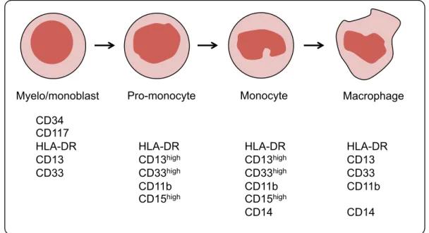 Figure  3:  Normal monocytic  development  in  bone  marrow.  Differentiated  macrophage  comes  from  myelo/monoblasts, which becomes pro-monocyte then monocyte