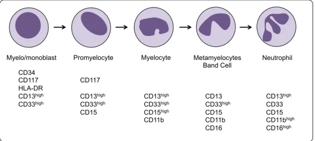 Figure  4:  Normal  granulocytic  development  in  bone  marrow. Myelo/monoblast becomes neutrophil (granulocyte)  through  a  stepwise  process
