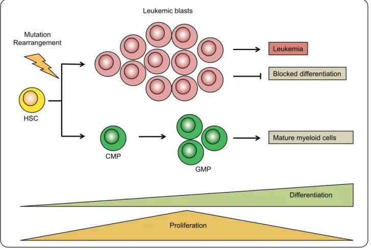 Figure  6:  Leukemia  development. Normal myeloid progenitors undergo rapid proliferation before they differentiate  into  functional  immune  cells