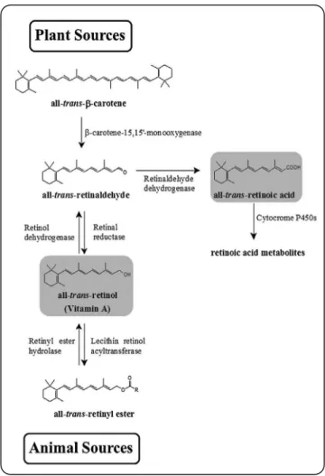 Figure  9:  Retinoid  metabolism.  Retinoids  are  either  from  plant  source  (all-trans-β-carotene)  or  from  animal  source  all-trans-retinyl  ester