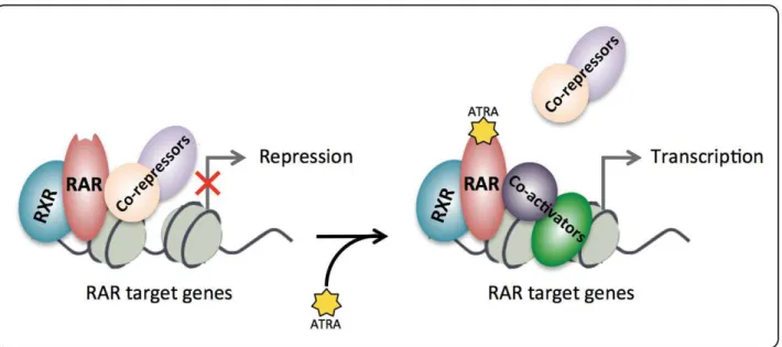 Figure 10: Mechanism of transcription regulation by RARs. Interaction of RARs with corepressors and coactivators  upon ATRA binding