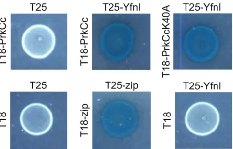 Figure 3.  eYfnI export and release are independent of its phosphorylation state. (A) Localization of YfnI-FLAG  by western blot experiments using anti-FLAG antibodies