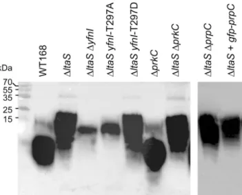 Figure 4.  Characterization of LTA production and YfnI activity in vivo. LTA detection by western blot