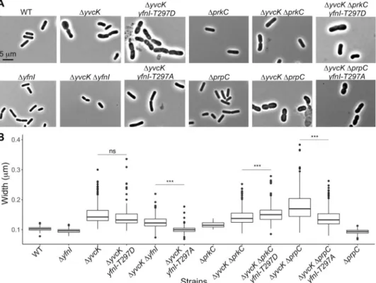 Figure 6.  Morphology and cell width determination for  ΔyvcK mutant strains with modified YfnI activities