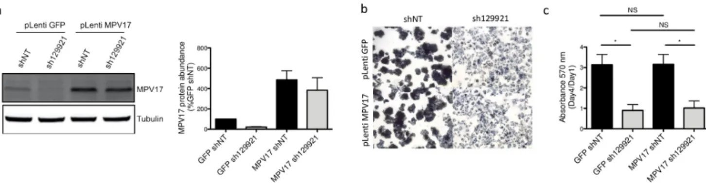 Fig 8. Effect of MPV17 rescue on the proliferation of MPV17-silenced HepG2 cells. Cells were first transduced with pLenti GFP or pLenti MPV17 and selected for 6 days with puromycin (2.5 μg/mL)
