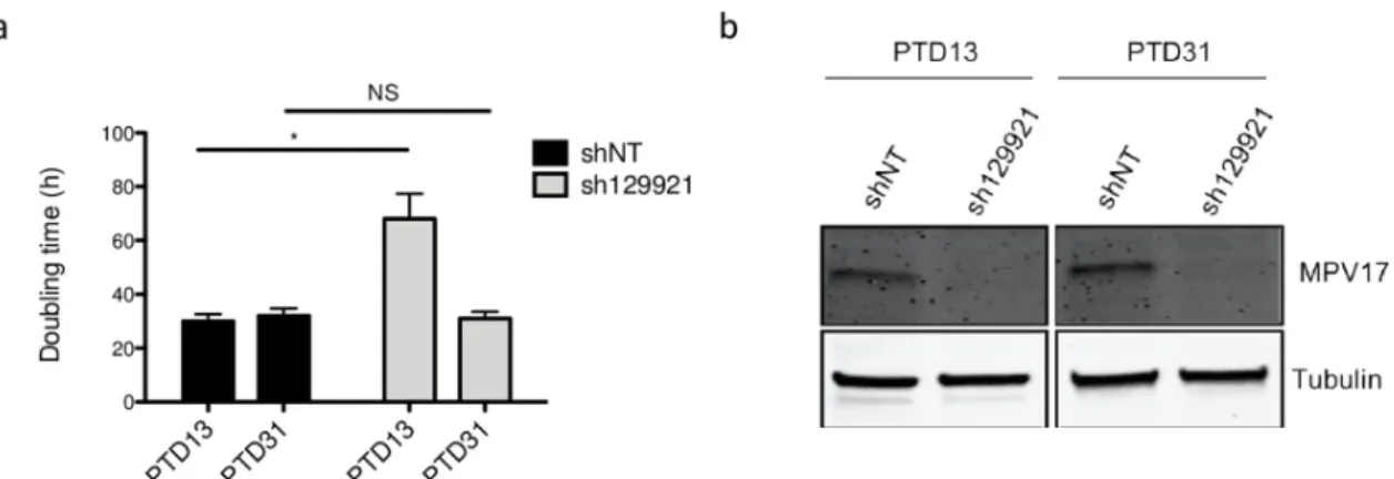 Fig 5. Evolution of Huh7 proliferation rate and MPV17 protein abundance in sh129921-mediated MPV17 knockdown
