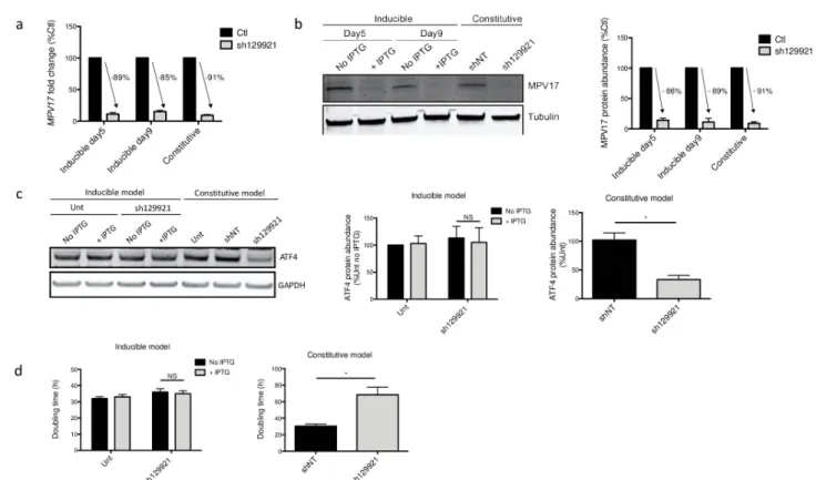 Fig 6. MPV17 and ATF4 abundances and Huh7 cells proliferation rate following inducible sh129921-mediated MPV17 knockdown