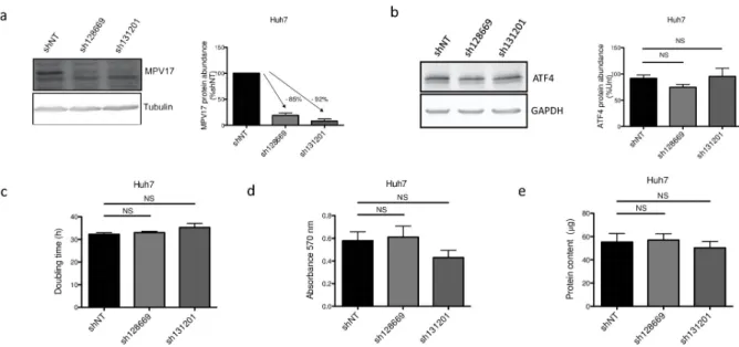 Fig 7. Effect of MPV17-targeting sh128669 and sh131201 on Huh7 cells proliferation, MPV17 and ATF4 protein abundances