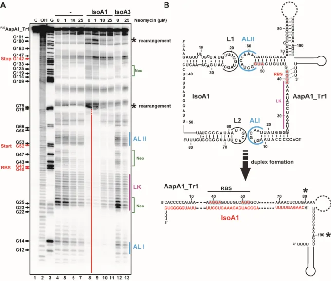 Figure 5: Analysis of the the loop loop interactions involved the hybrid formed between AapA1_Tr1  and IsoA1 by in vitro structure probing in presence of Neomycin