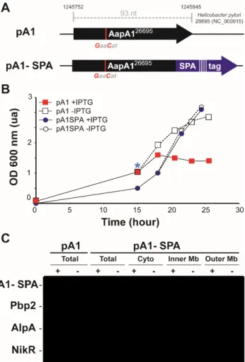 Fig. 2. Toxicity and cellular localization of AapA1 peptide in H. pylori. (A) Schematic representation  of AapA1 construct with IsoA1 asRNA promoter mutated; ATG/Stop AapA1 of H