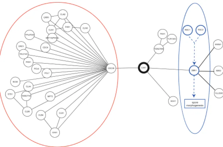 Fig. 9. Biological example of a bottleneck in the protein–protein interaction network