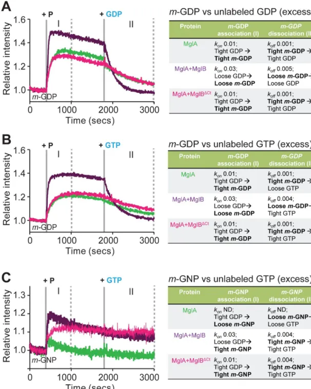 Fig 4. MglB Ct-helix facilitates nucleotide exchange of MglA. (A) Kinetic measurements of increase in m-GDP fluorescence (phase I) upon addition of MxMglA (green), mix of MxMglA and MxMglB in 1:2 ratio (dark purple), mix of MxMglA and MxMglB ΔCt in 1:2 rat