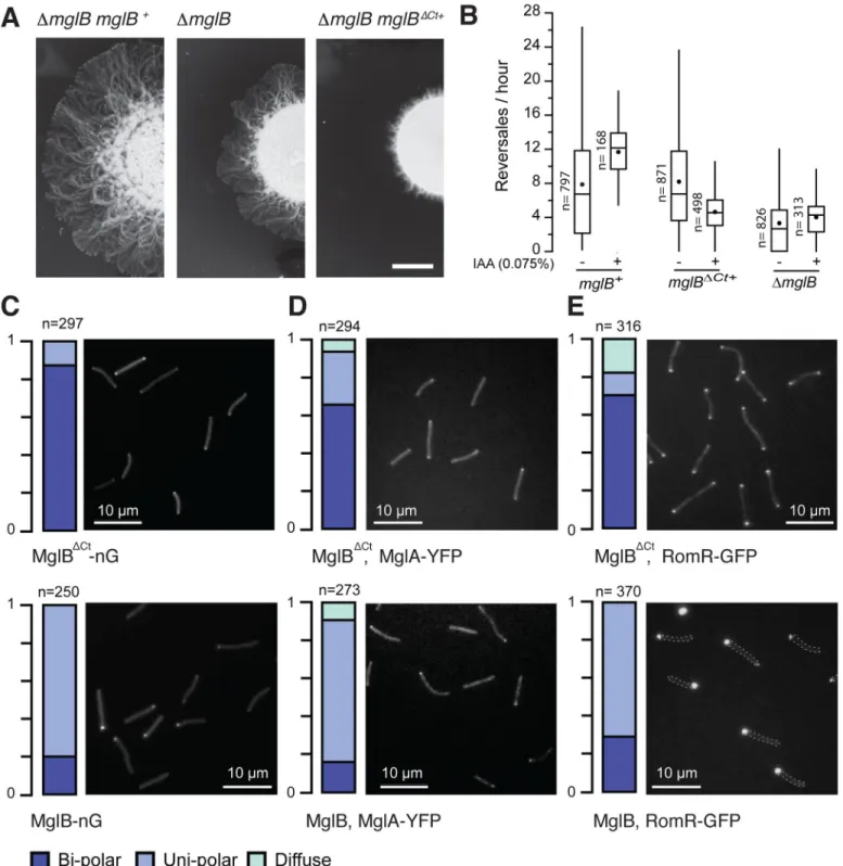 Fig 5. MxMglB Ct-helix is required for MxMglB function in vivo. (A) Expression of MxMglB ΔCt leads to motility defects