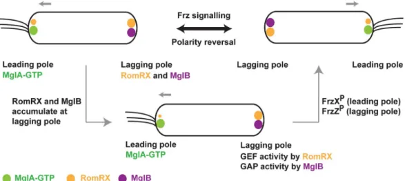 Fig 1. Localization of cell polarity determining proteins in M. xanthus. Schematic showing the localization of MglA, MglB, and RomRX in M