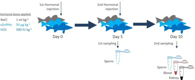 Figure 1 Zarski et al 