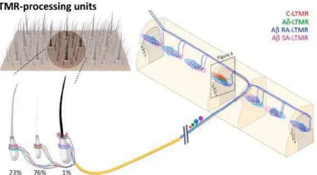 Figure 8. Schéma de  l’anatomie des unités de traitement LTMR. Chaque follicule pileux chez la  souris est innervé avec une combinaison fixe et unique de neurones sensoriels LTMR