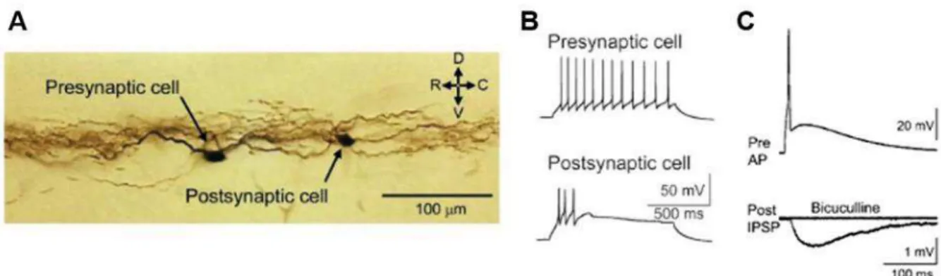 Figure 18.  Connexion inhibitrice  dans  la lamina II.  (A). Image révélant la morphologie des deux  neurones enregistrés marqués à la biocytine