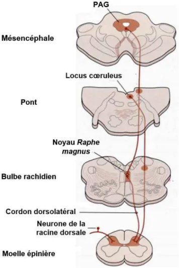 Figure  31.  Voies  descendantes  du  contrôle  de  la  nociception.  Les  principales  régions  avec  des  projetions  descendantes  sont  la  PAG  (substance  grise  périaqueducale)  (opioïdergique),  le  locus  cœuruleus (noradrénergique) et le  noyau  