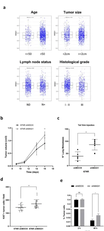 Figure 6. MAGI1 downregulation promotes metastatic progression of ER + cancers. (a) MAGI1 expression in ER + /HER2 − patients from METABRIC microarray analysis by age ( ≤ 50 vs