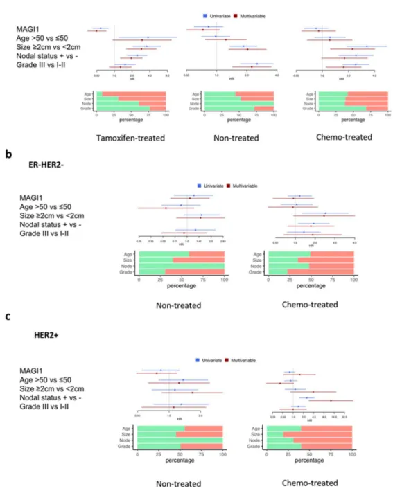 Figure 7. Low MAGI1 expression predicts poor prognosis in ER + breast cancer. (a–c) Forest plots showing correlation of MAGI1 high , age, tumor size, nodal status and grade with risk of relapse (hazard ratio, HR) in (a) ER + /HER2 − , (b) ER − HER2 − , and